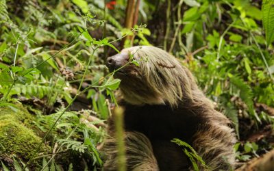 Liberan Oso Perezoso encontrado en un camión