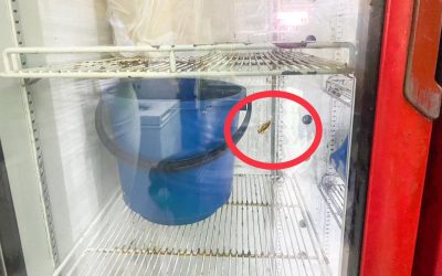 Sancionaron panadería, encontraron nido de cucarachas