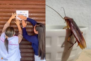 Famosa panadería en Ibagué,  infestada de cucarachas