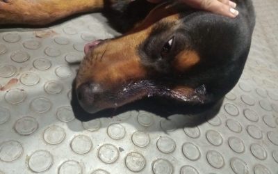 Llamado urgente para frenar el maltrato animal en Fresno