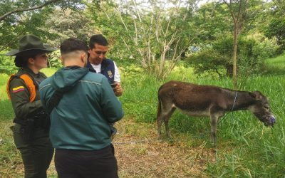 Burrita fue atacada por perros