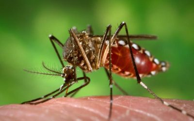 Nuevo foco de fiebre amarilla en el sur del Tolima