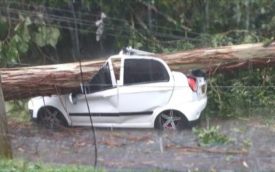 Ya fueron dados de alta, lesionados por caída de árbol