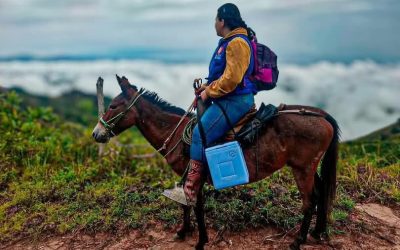 Al lomo de mula se vacuna en zonas distantes del Tolima
