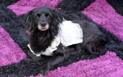 473 peluditos beneficiados con las jornadas de bienestar animal