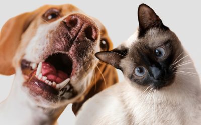 Ibagué epicentro de la gestión empresarial del sector veterinario en Colombia
