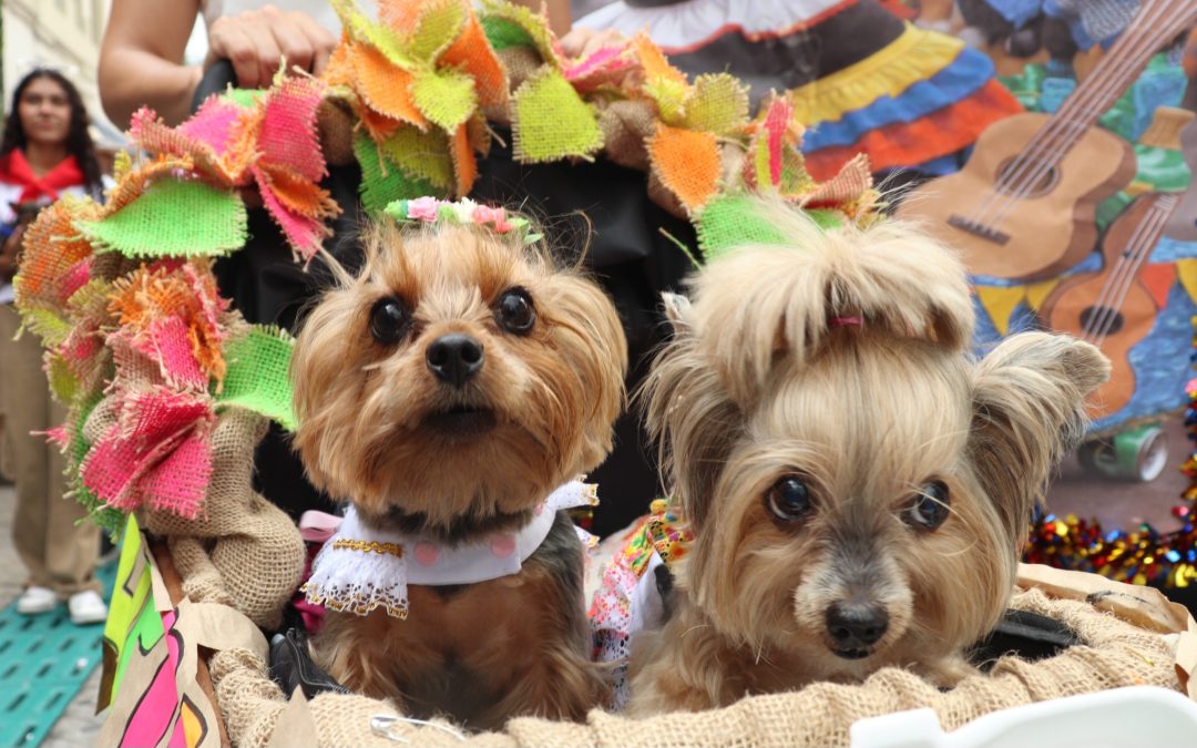 Desfile Sampedrino de Perros y Gatos en Ibagué