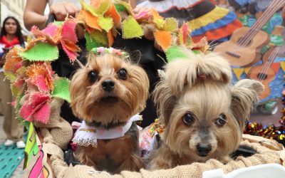 Desfile Sampedrino de Perros y Gatos en Ibagué