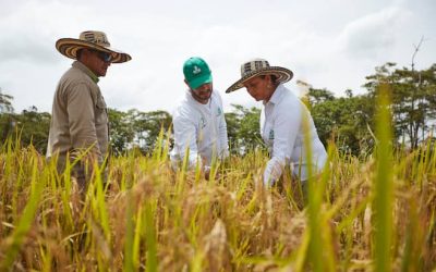 MinAgricultura propone precio mínimo para el arroz ante nuevo paro arrocero