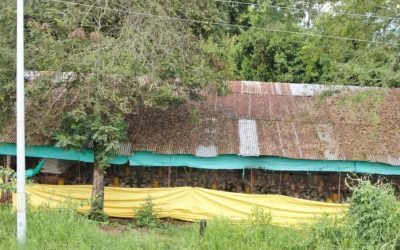 Comunidad de El Totumo exige cierre de galpones avícolas en Ibagué