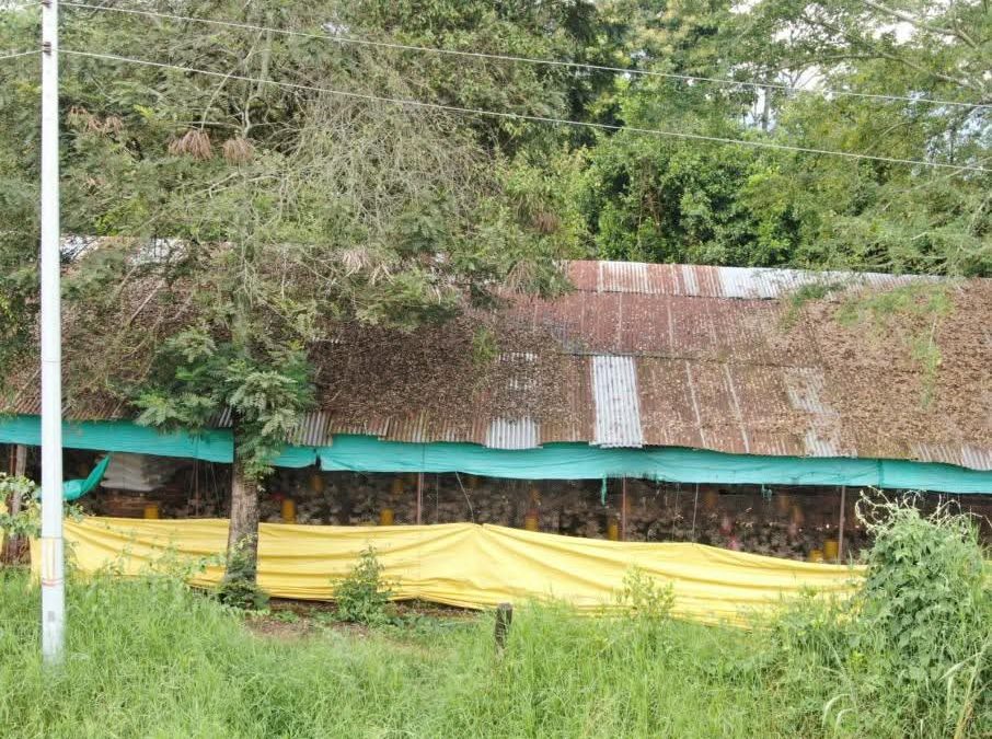 Comunidad de El Totumo exige cierre de galpones avícolas en Ibagué