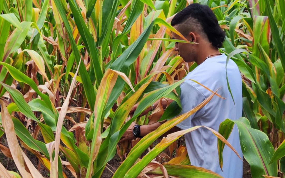 Variabilidad climática amenaza cosechas en el Tolima