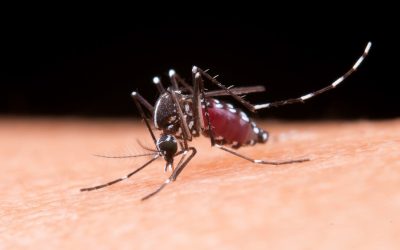 Octava víctima mortal por fiebre amarilla en Tolima