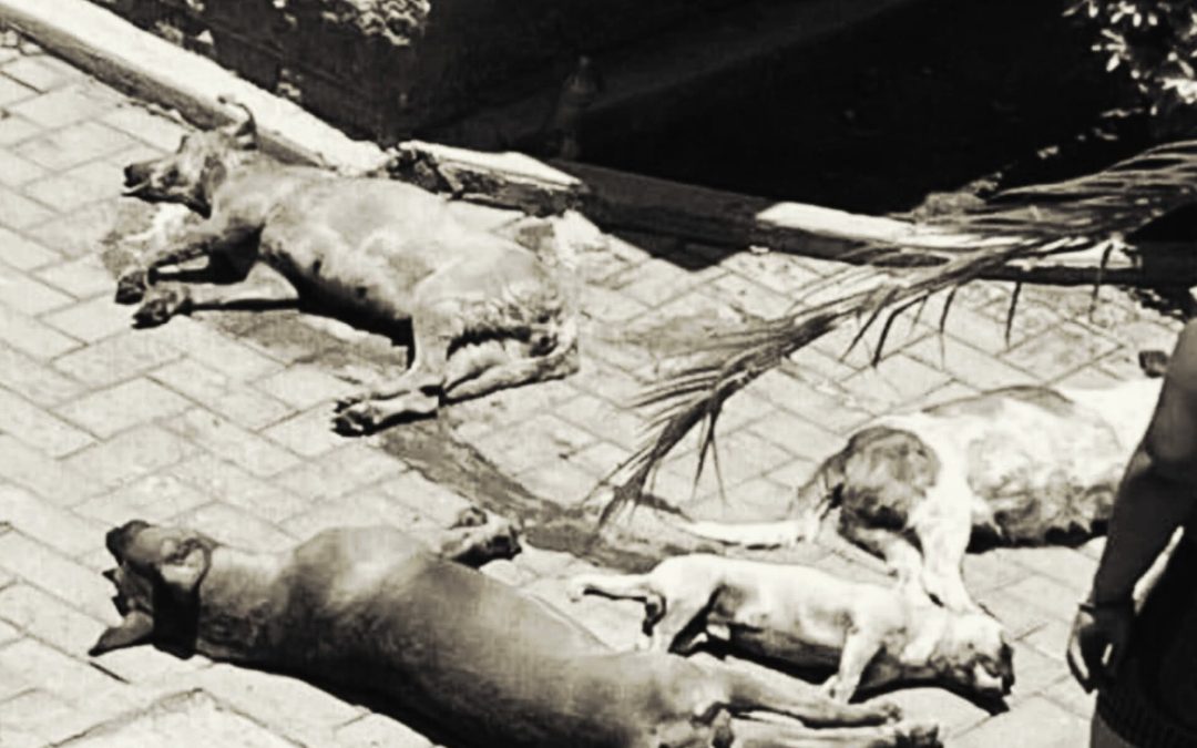 Tolima exige justicia tras envenenamiento masivo de animales en Cunday