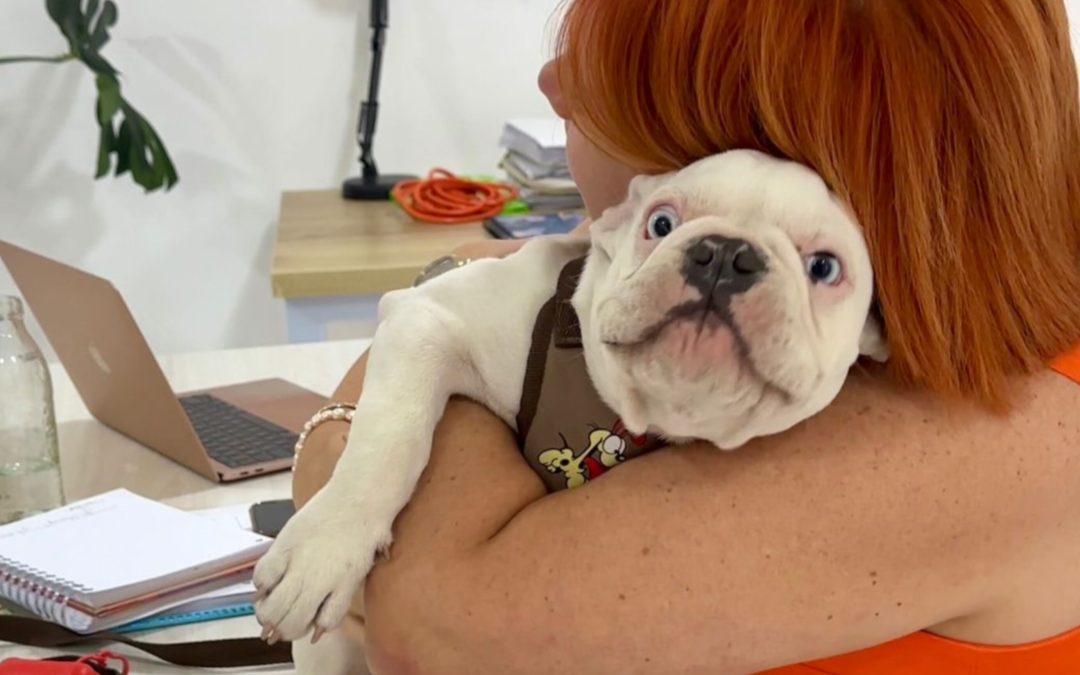 Funcionarios podrán llevar sus mascotas los viernes a la Gobernación del Tolima