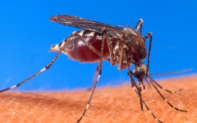 Ibagué investiga muerte posible por dengue