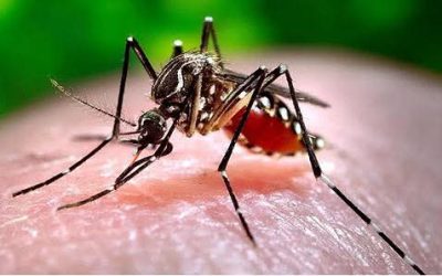 Ibagué registra 1.400 casos de dengue en 2025 y confirma un fallecimiento