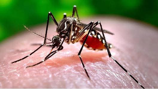 Ibagué registra 1.400 casos de dengue en 2025 y confirma un fallecimiento