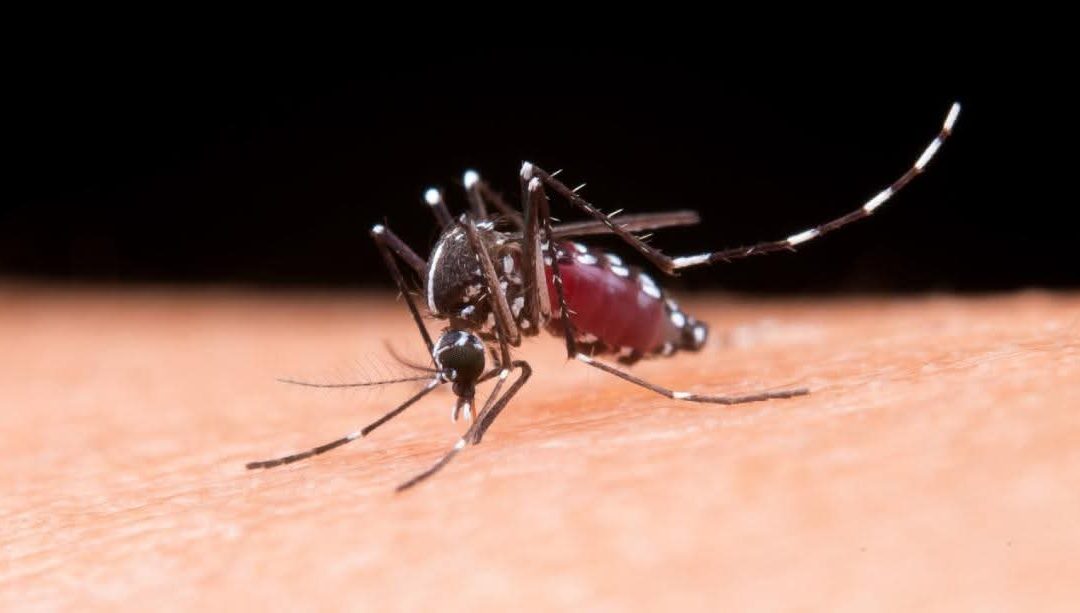 Tolima reactiva alerta por tres casos de fiebre amarilla
