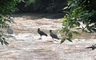 Encuentran cuerpo sin vida suspendido en el río Gualí, entre Mariquita y Fresno