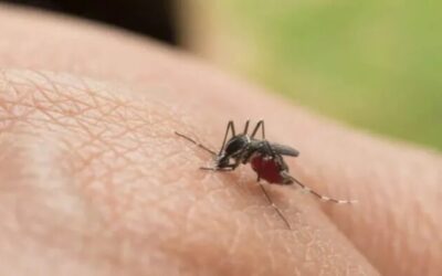 Fiebre amarilla cobra cuatro vidas en Tolima