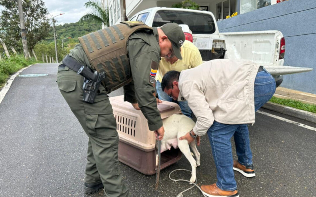 Rescatan en Ibagué a perrita y sus cachorros tras denuncia ciudadana