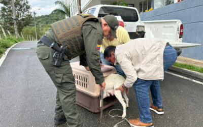 Rescatan en Ibagué a perrita y sus cachorros tras denuncia ciudadana