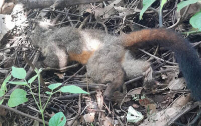 Alerta en Chaparral por alta circulación de fiebre amarilla tras muerte de primates