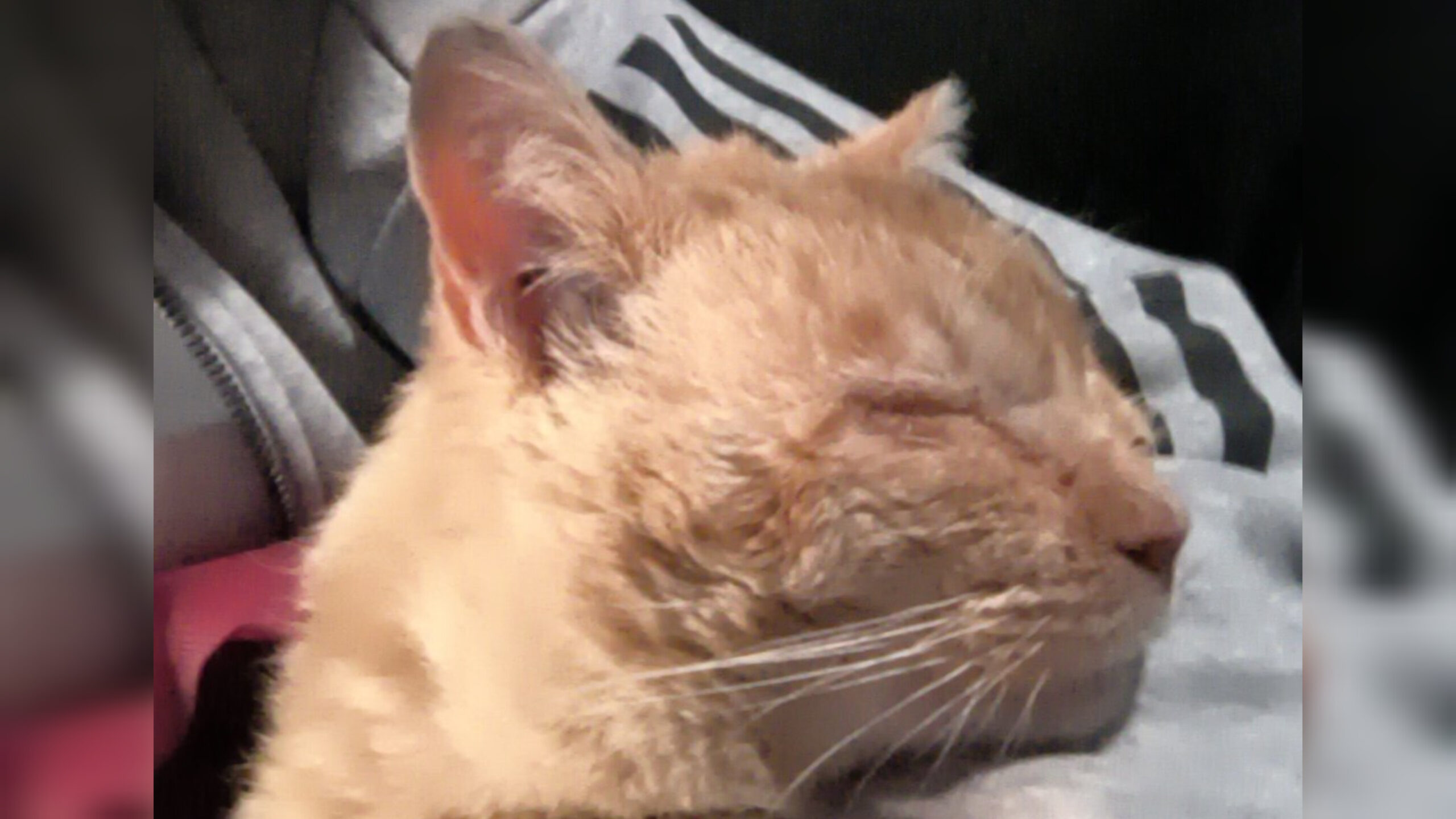 InShot_20260219_101325317