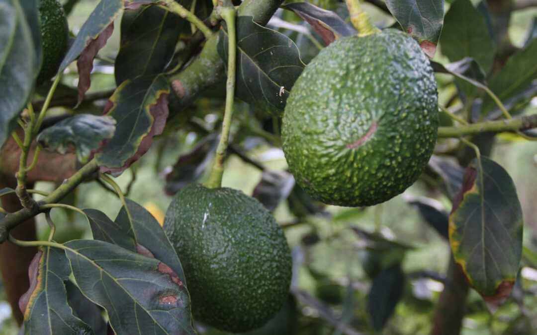 Tolima impulsa su Clúster de Aguacate con nueva fase de emprendimiento