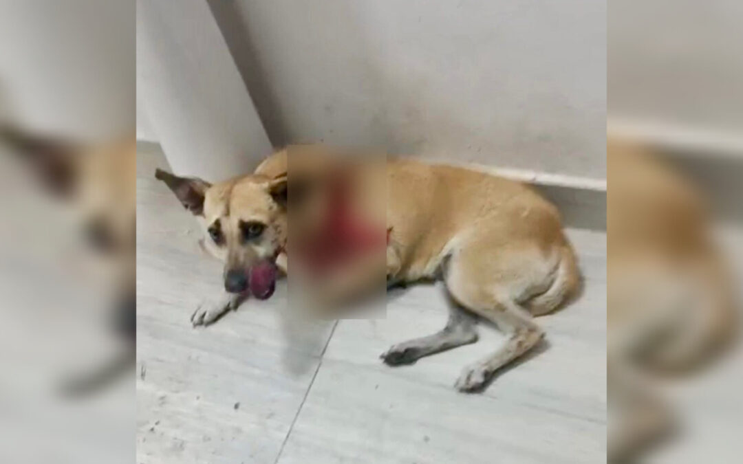 Atienden a 60 perros en estado crítico tras rescate en El Espinal