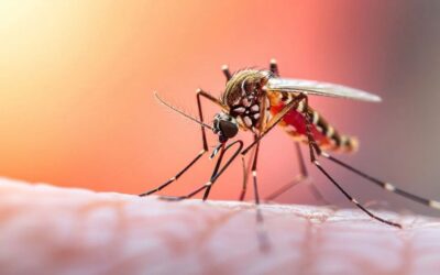 Ibagué intensifica vacunación contra fiebre amarilla por alta movilidad