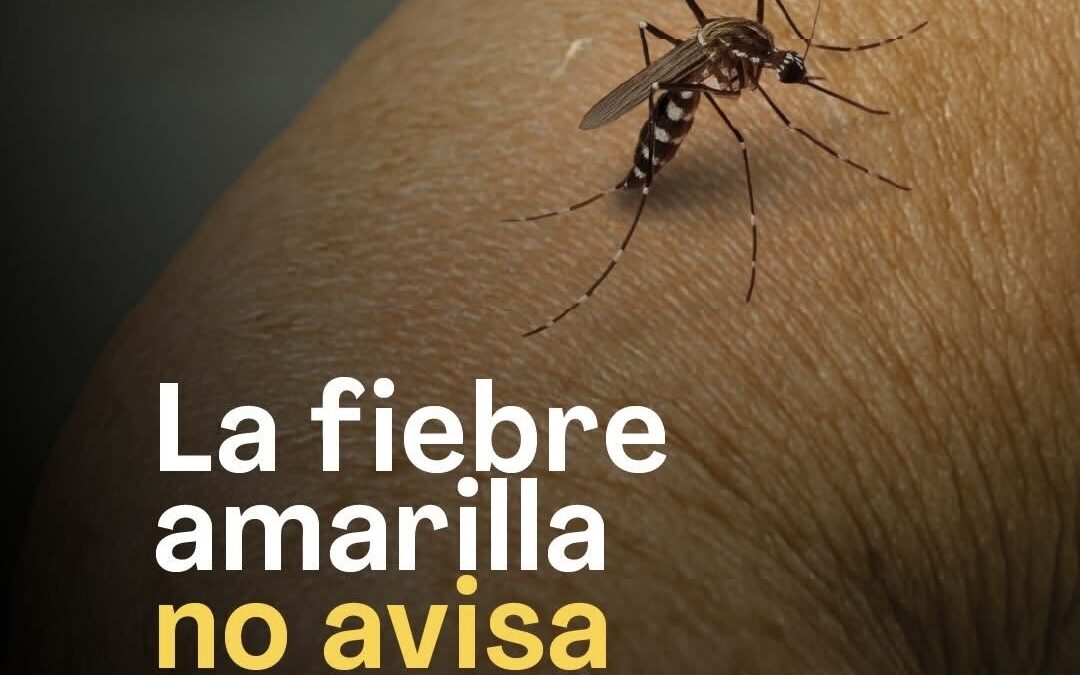 Alerta sanitaria: vacunarse es clave ante el riesgo de fiebre amarilla
