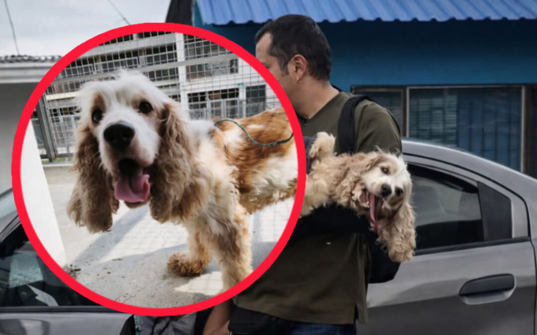 Cocker rescatado en grave estado tras presunto abandono en el barrio Gaitán