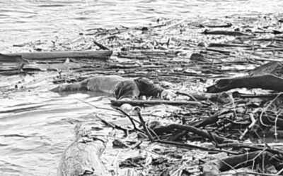 Hallan cuerpo sin vida en el río Magdalena a su paso por Honda