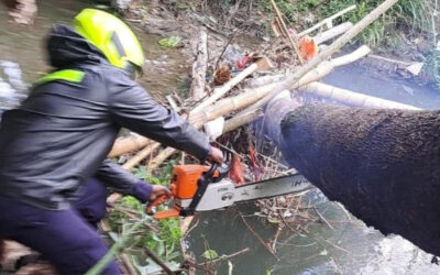 Bomberos mitigan riesgo por árboles caídos en quebrada de Ibagué