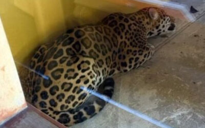 Jaguar irrumpe en campus universitario y sorprende a Leticia