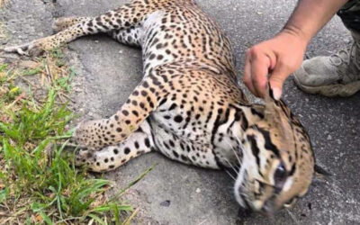 Investigan muerte de presunto tigrillo atropellado en vía de Chaparral