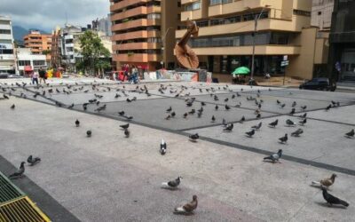 ¿Que va a pasar con las palomas de plazas de Ibagué?